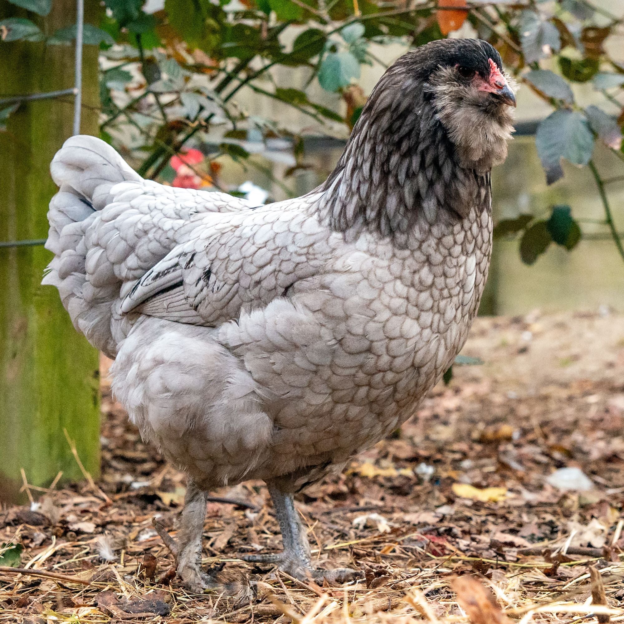 Baby Chicks: Blue/Black Favaucana - Buy Pet Shop