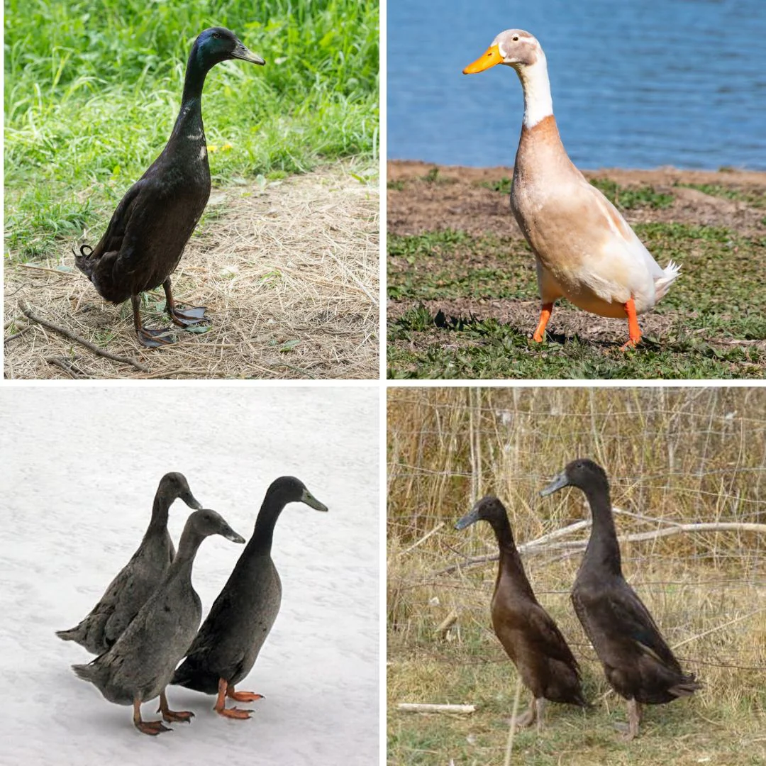 Hatching Eggs: Assorted Runner Duck Egg - Buy Pet Shop