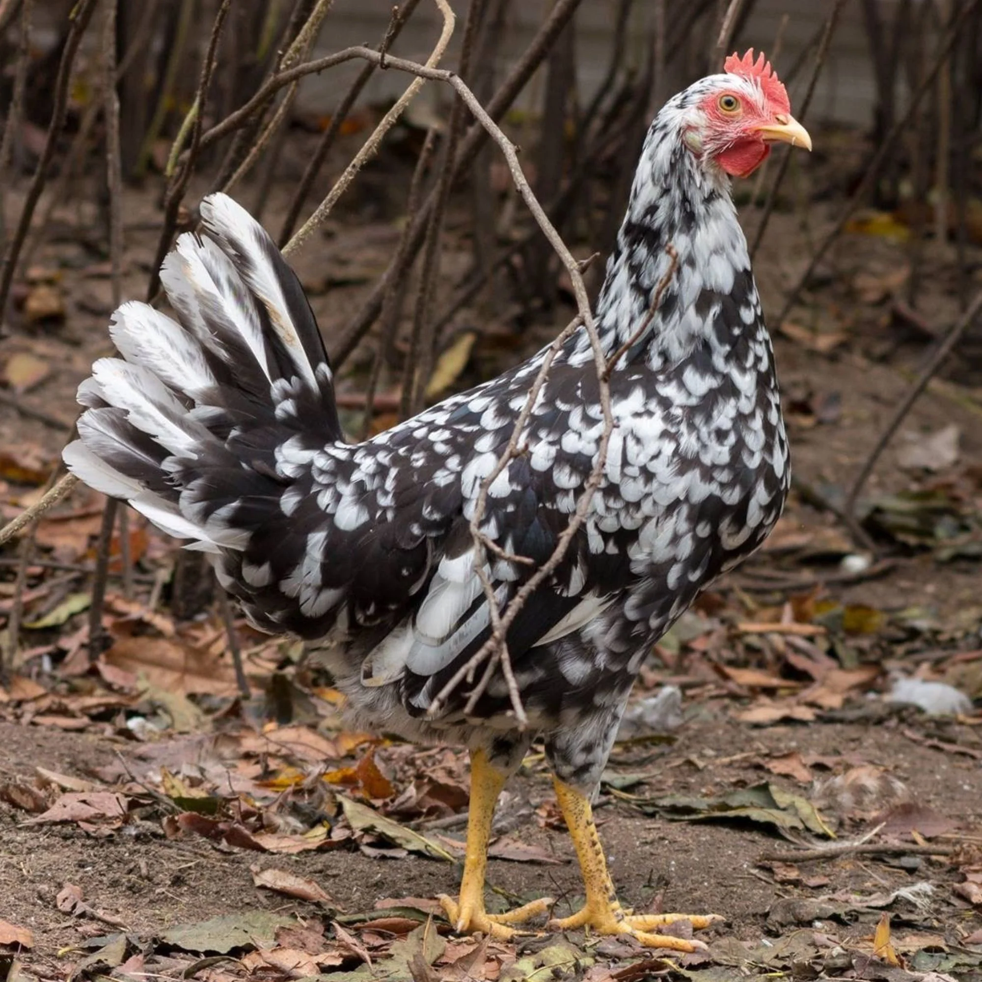 Pullet: Exchequer Leghorn, Shipping Week of - Buy Pet Shop
