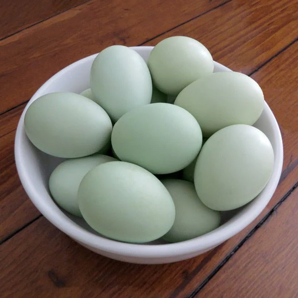 Hatching Eggs: Easter Egger Assortment, Hen Haven Location - Buy Pet Shop