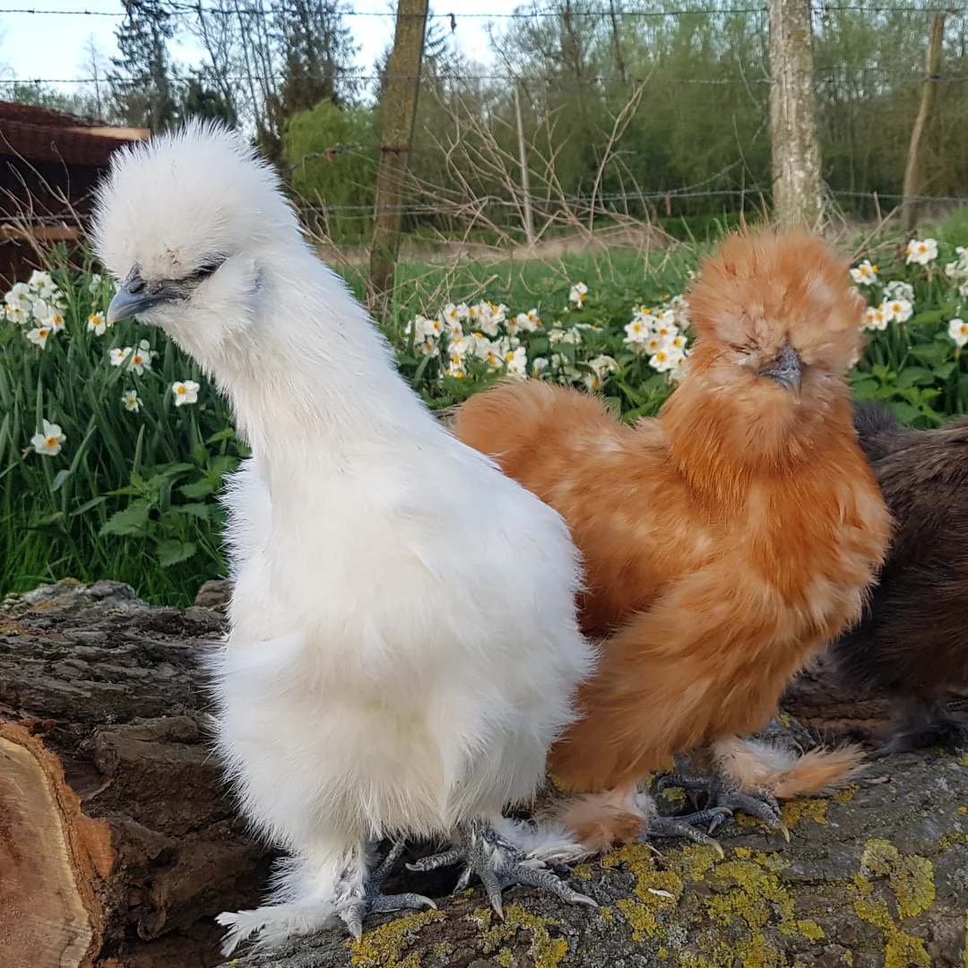 Mystery Chick from Our Feather-Legged Bantam Assortment - Buy Pet Shop