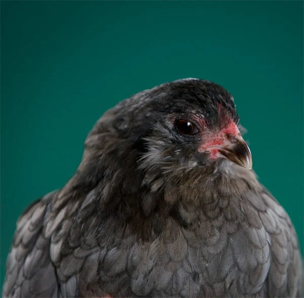 Baby Chicks: Blue Ameraucana - Buy Pet Shop