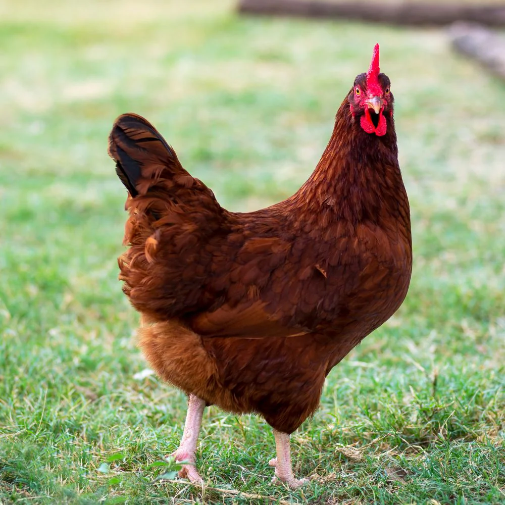 Pullet: Rhode Island Red, Shipping Week of - Buy Pet Shop