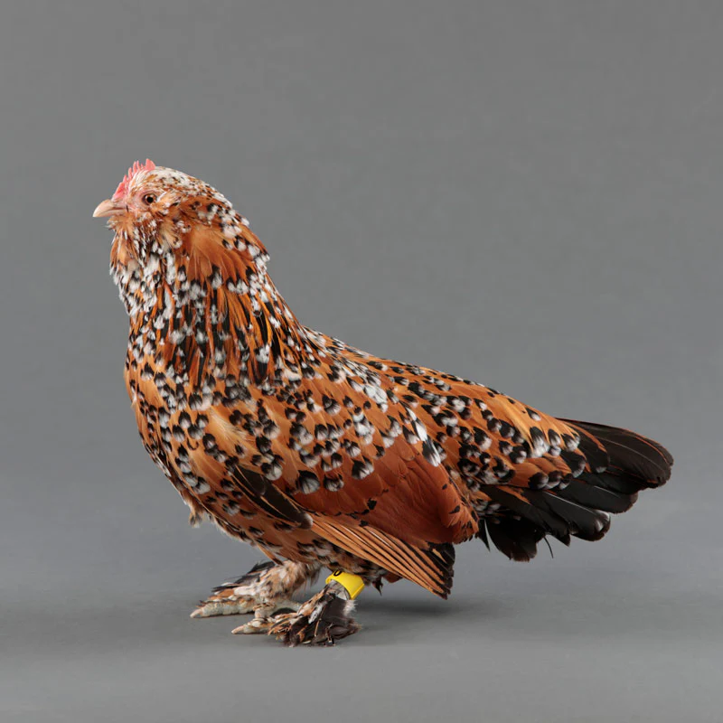 Pullet: Mille Fleur d'Uccle Bantam, Shipping Week of - Buy Pet Shop