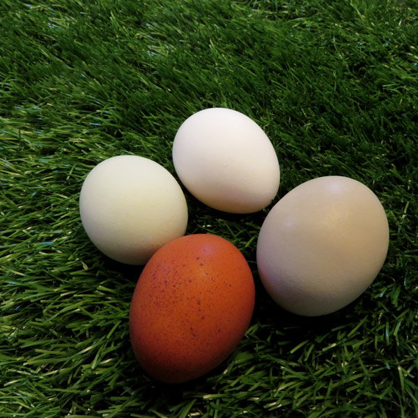 USA-Made Turf Nest Box Liner - Buy Pet Shop