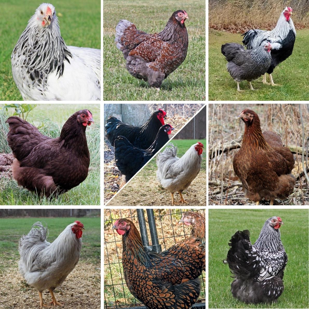 Hatching Eggs: Wyandotte Lot Assortment, Backyard Bunch Location - Buy Pet Shop