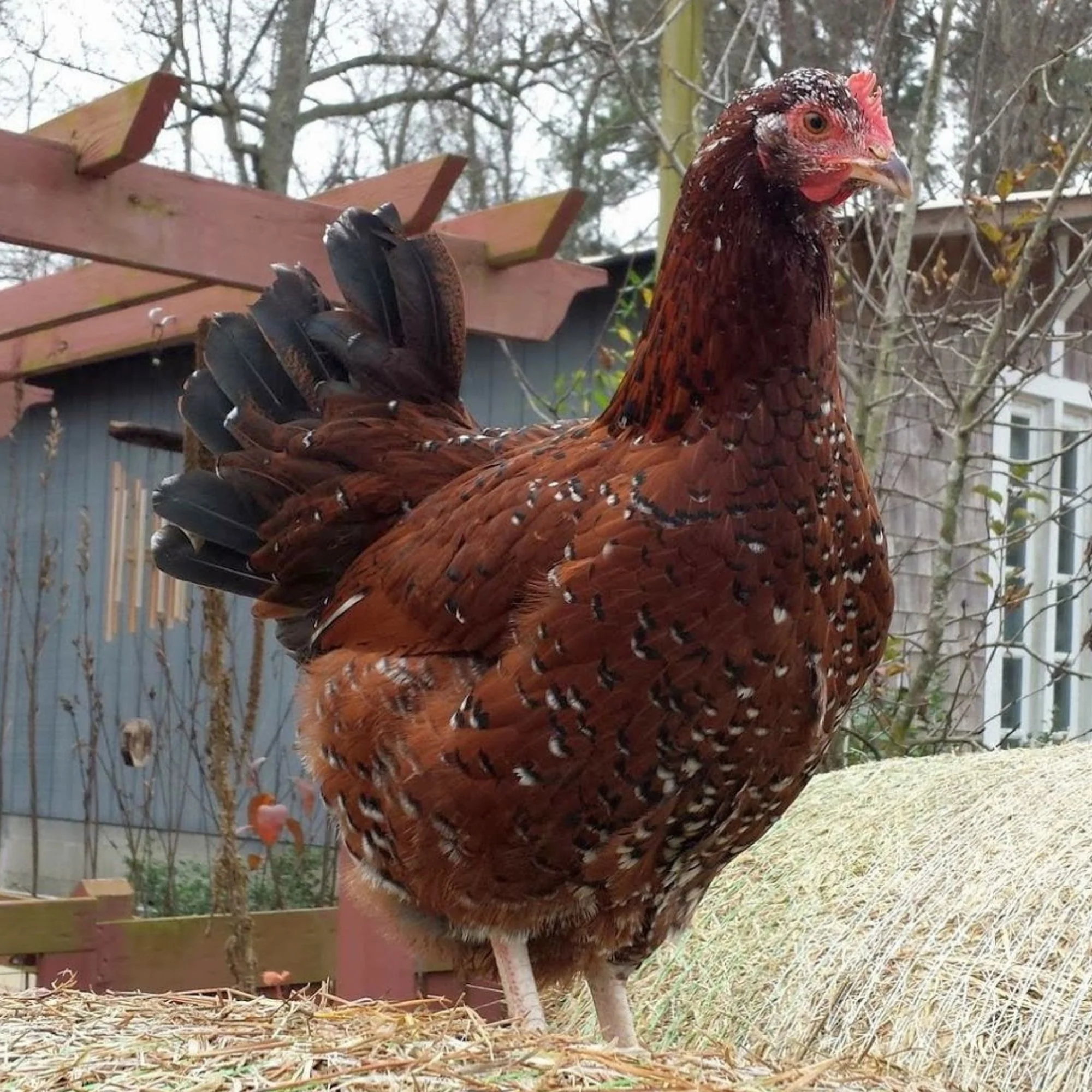 Pullet: Speckled Sussex, Shipping Week of - Buy Pet Shop