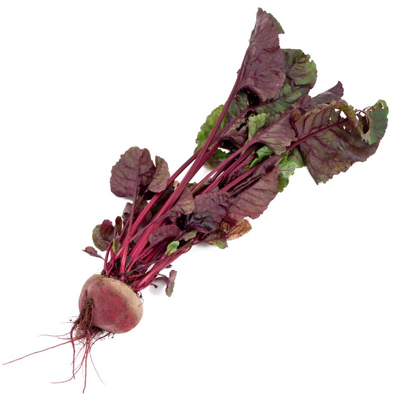 Bull's Blood Beet Seeds (Organic) - Buy Pet Shop