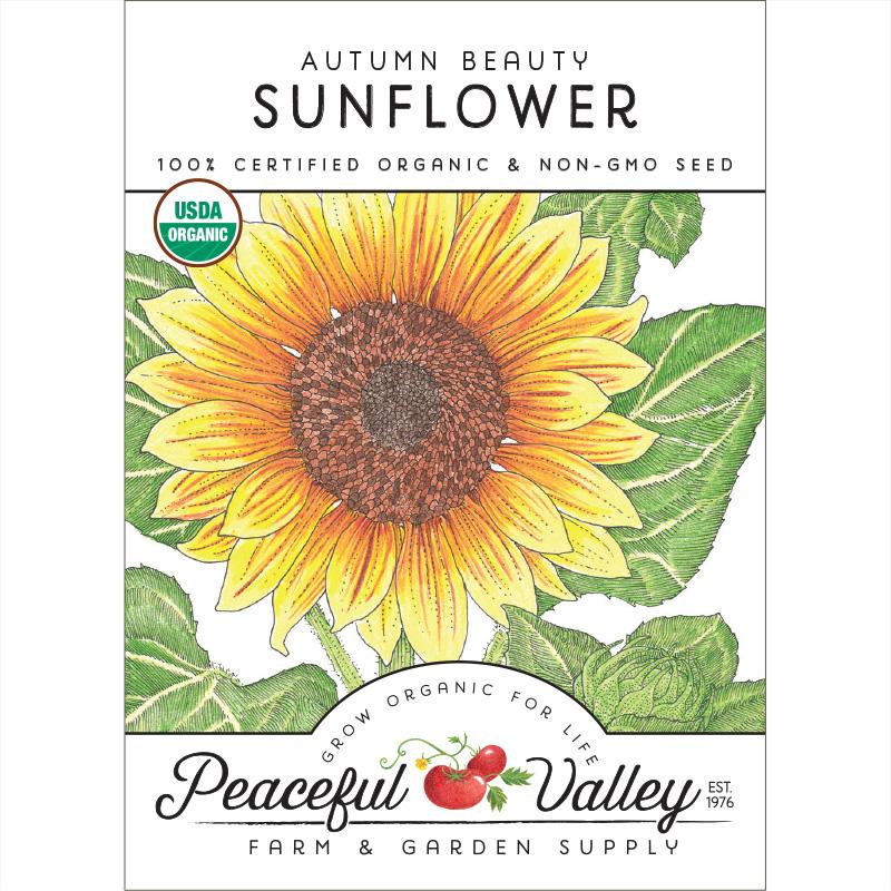 Autumn Beauty Sunflower Seeds (Organic) - Buy Pet Shop