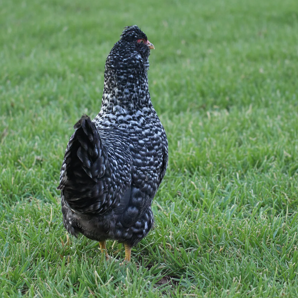 Baby Chicks: Deep Ocean Cuckoo - Buy Pet Shop