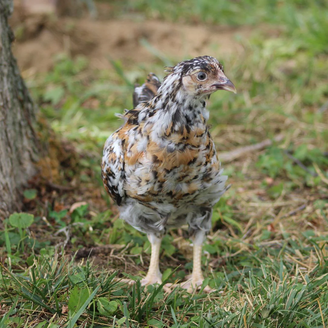 Pullet: Swedish Flower Hen, Shipping Week of - Buy Pet Shop