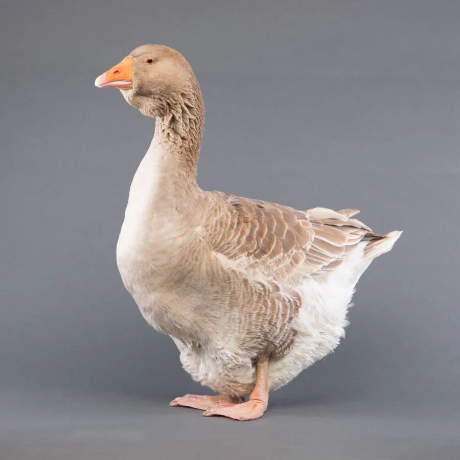 Goslings: Buff Toulouse - Buy Pet Shop