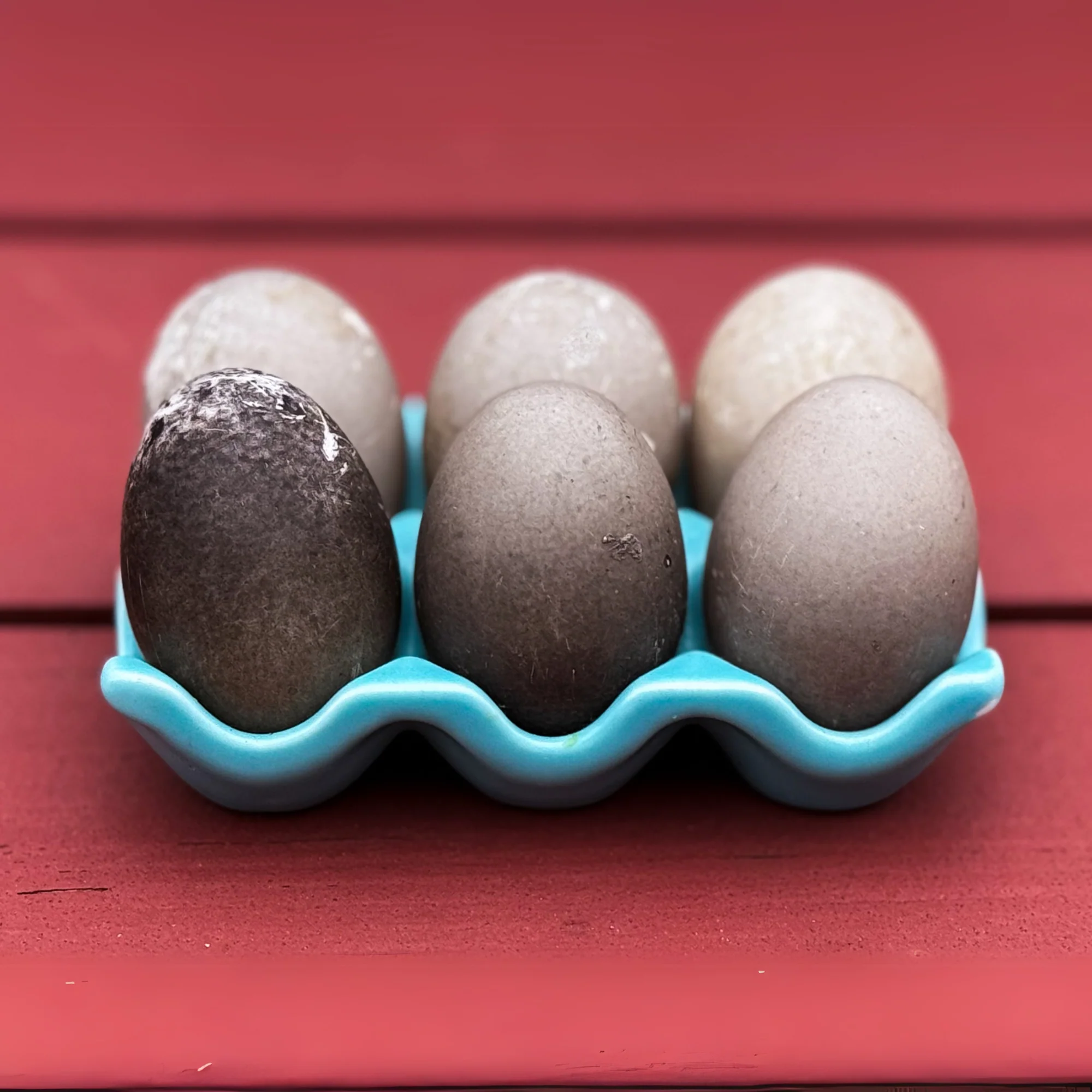 Ducklings: Cayuga - Buy Pet Shop