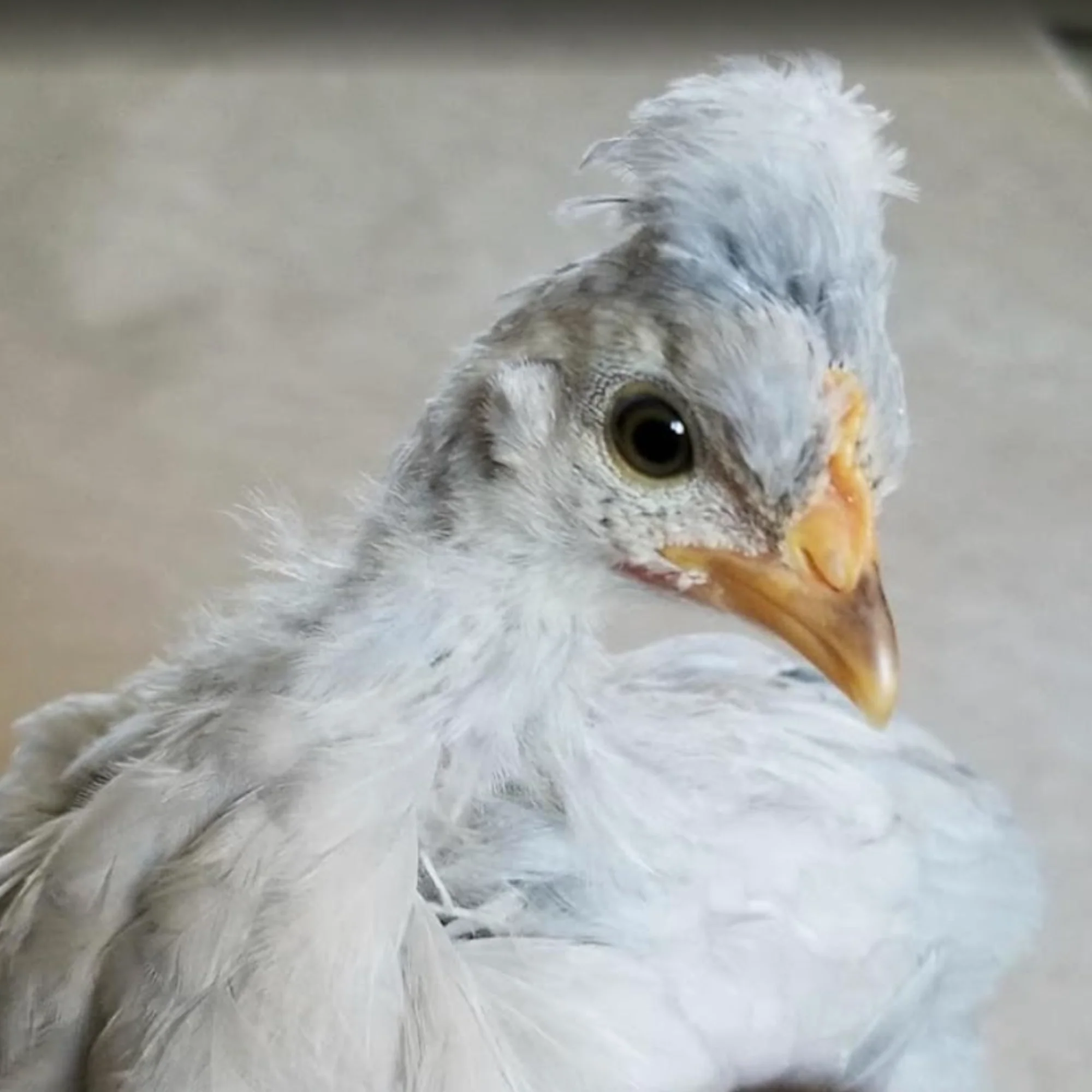 Pullet: Opal Legbar, Shipping Week of - Buy Pet Shop