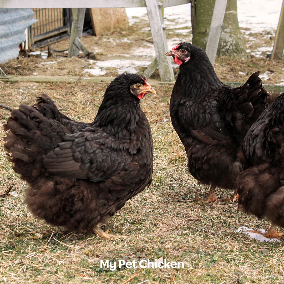 Hatching Eggs: Chocolate Wyandotte, Backyard Bunch Location - Buy Pet Shop