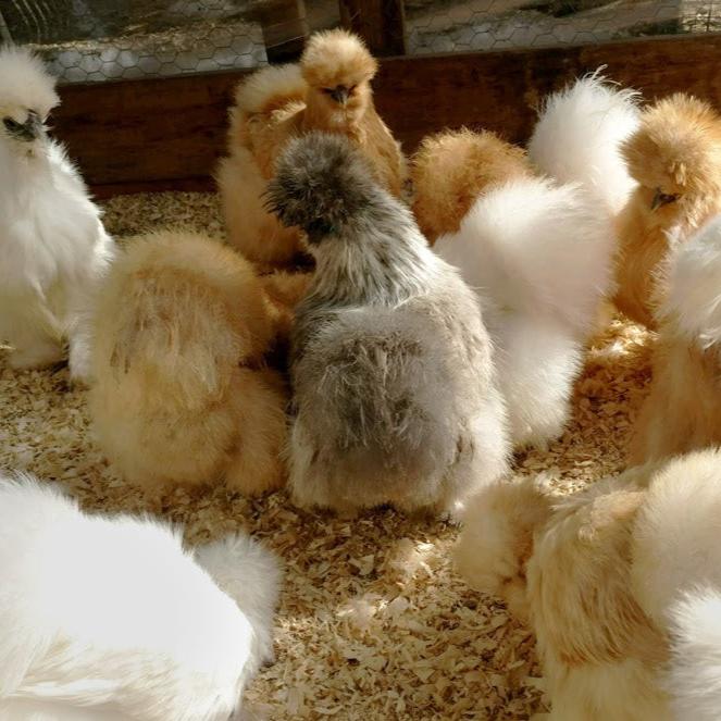 Hatching Eggs: Assorted Show Quality Silkies, Feathered Friends Location - Buy Pet Shop