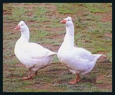 Goslings: Roman Tufted - Buy Pet Shop