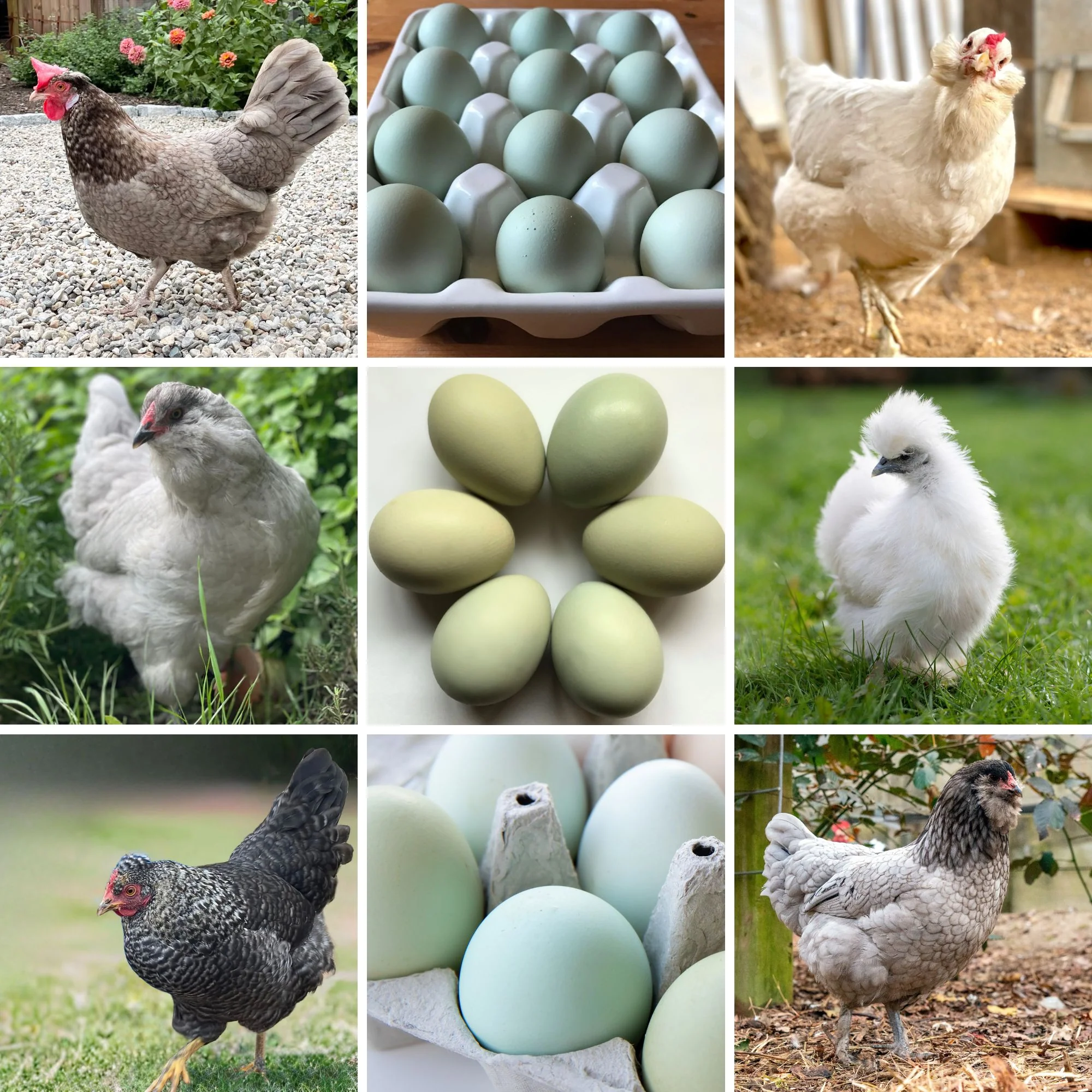 Mystery Chick from Our Exclusive Blues & Greens Assortment - Buy Pet Shop