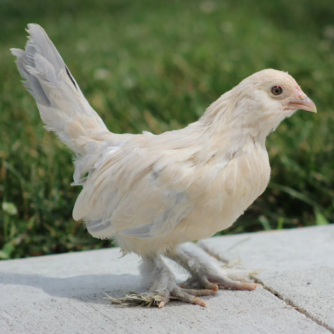 Pullet: Porcelain d'Uccle Bantam, Shipping Week of - Buy Pet Shop