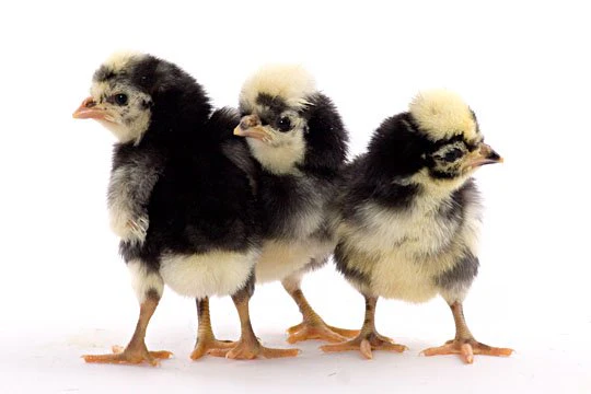 Baby Chicks: White Crested Black Polish Bantam - Buy Pet Shop