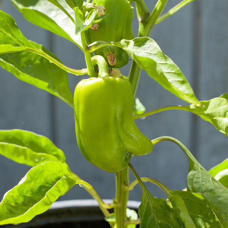 Cal Wonder Sweet Pepper Seeds (Organic) - Buy Pet Shop