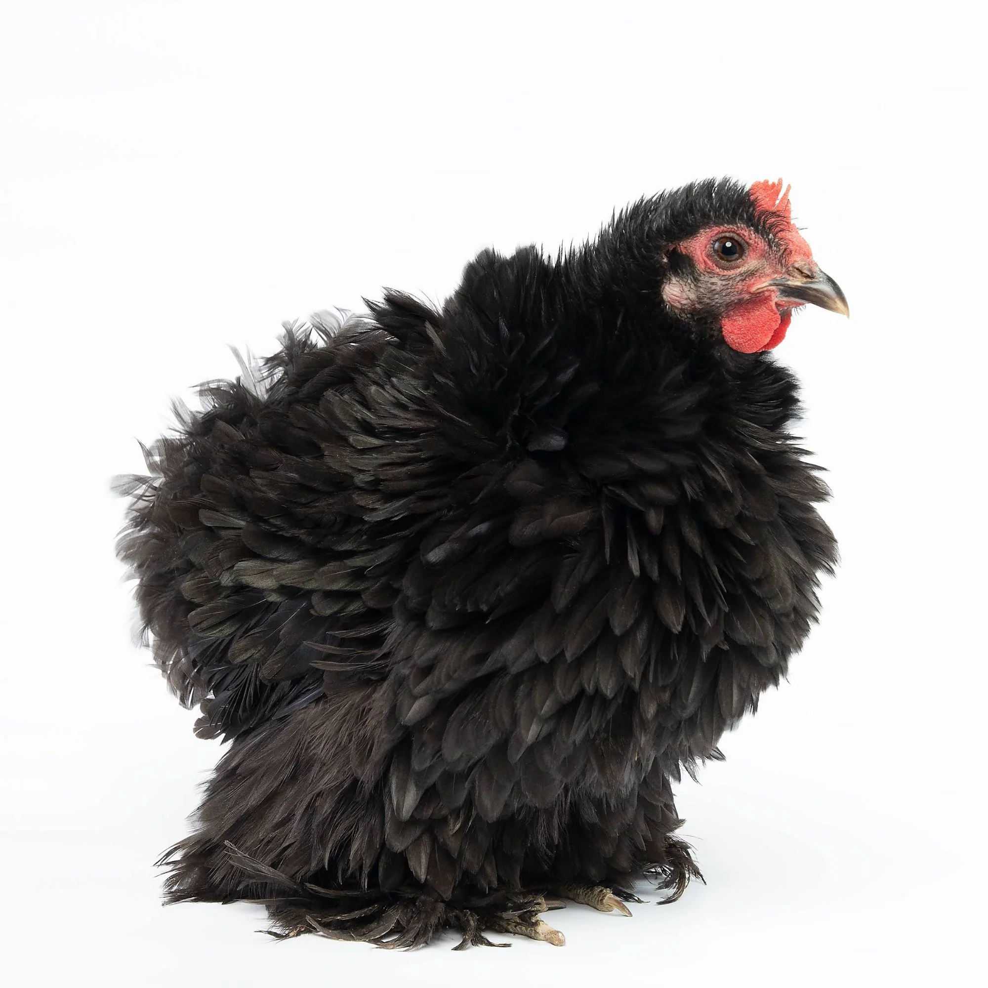 Pullet: Black Frizzle Cochin Bantam, Shipping Week of - Buy Pet Shop