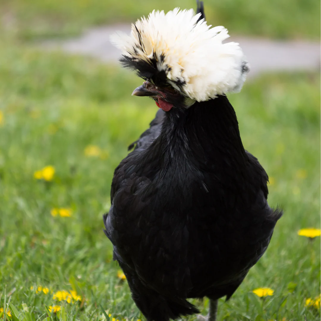 Pullet: White Crested Black Polish, Shipping Week of - Buy Pet Shop