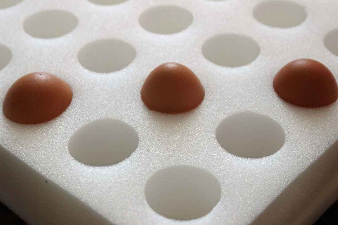 Hatching Eggs: Wyandotte Lot Assortment, Backyard Bunch Location - Buy Pet Shop