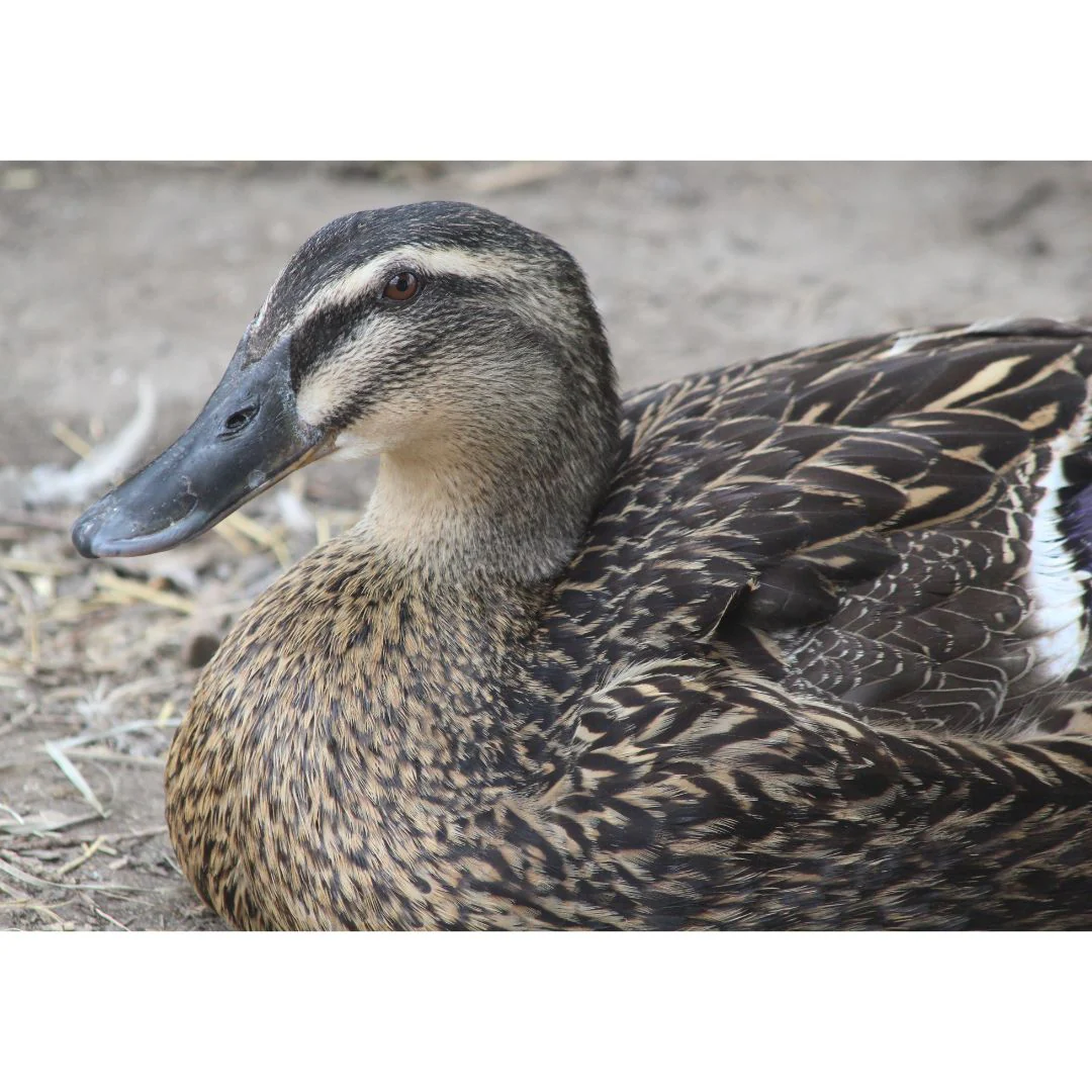 Hatching Eggs: Rouen Duck - Buy Pet Shop
