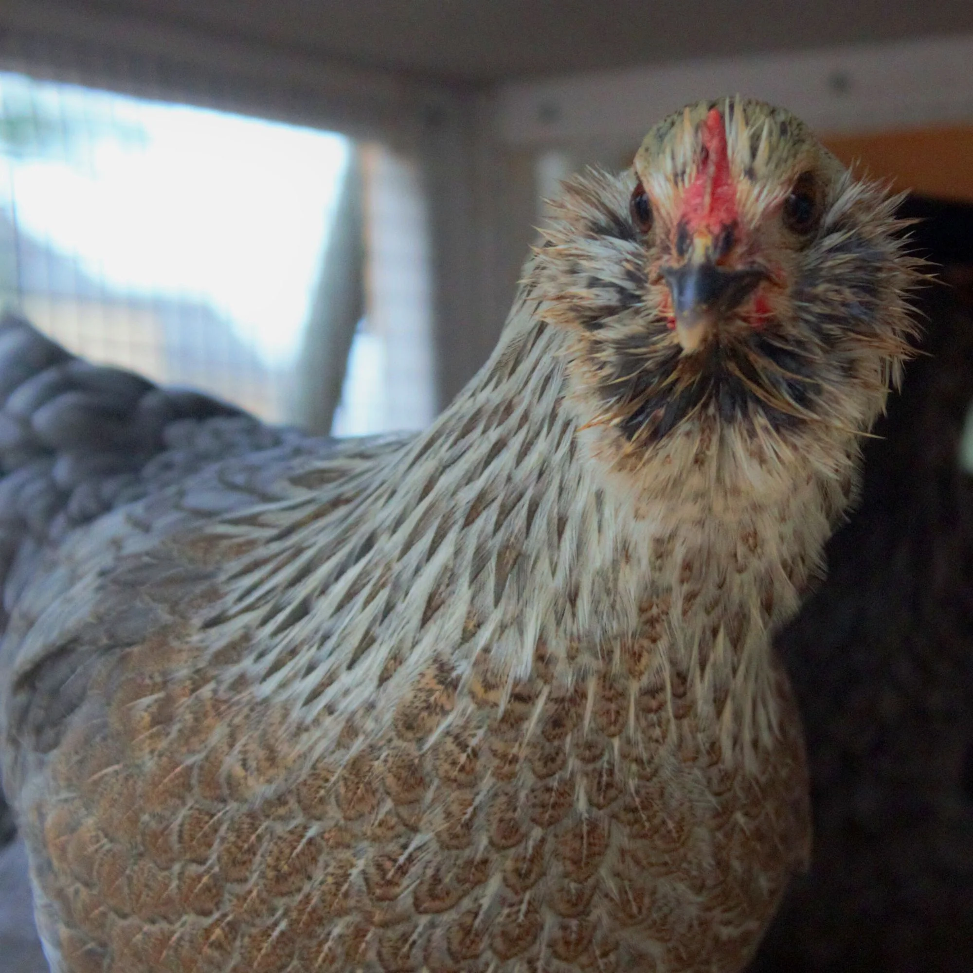 Pullet: Green Queen Easter Egger, Shipping Week of - Buy Pet Shop