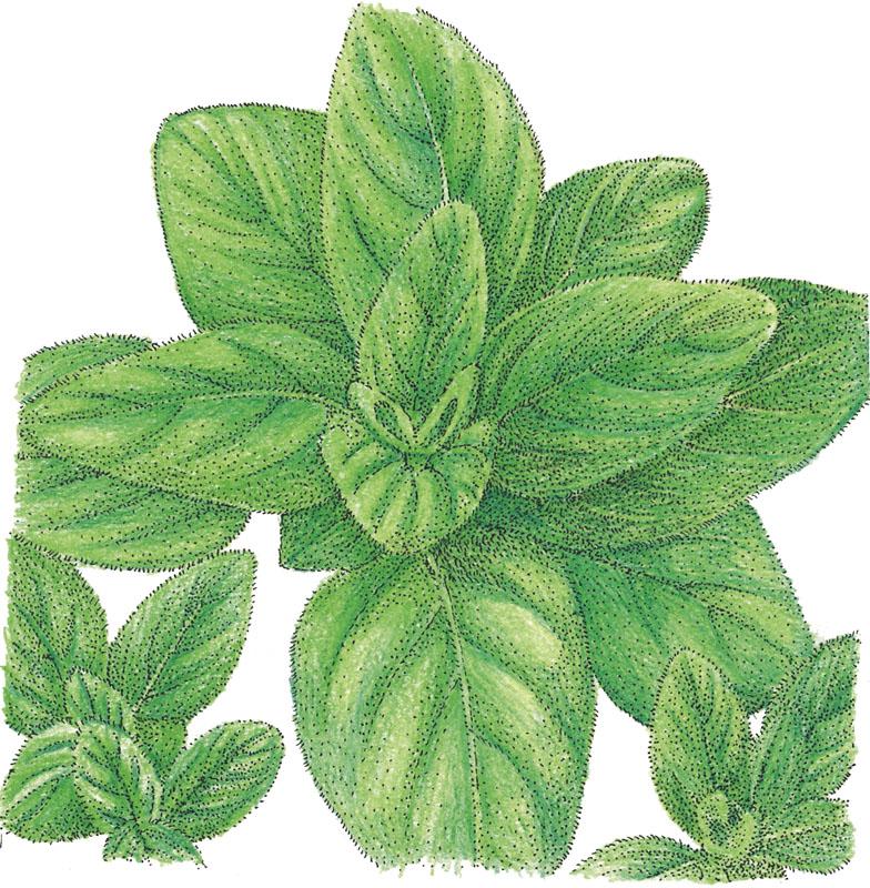 Italian Oregano Seeds (Organic) - Buy Pet Shop