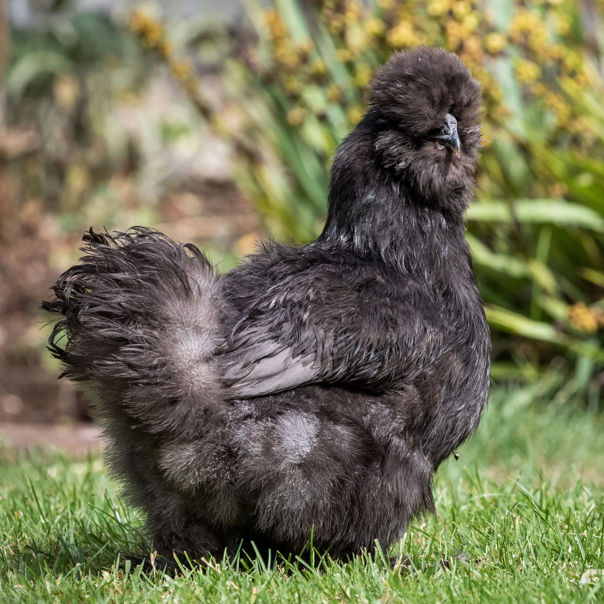 Baby Chicks: Black Silkie Bantam - Buy Pet Shop