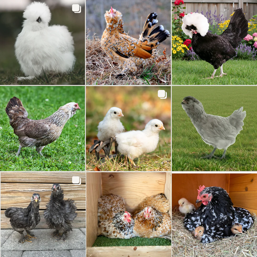 Mystery Chick from Our Bantam Assortment - Buy Pet Shop