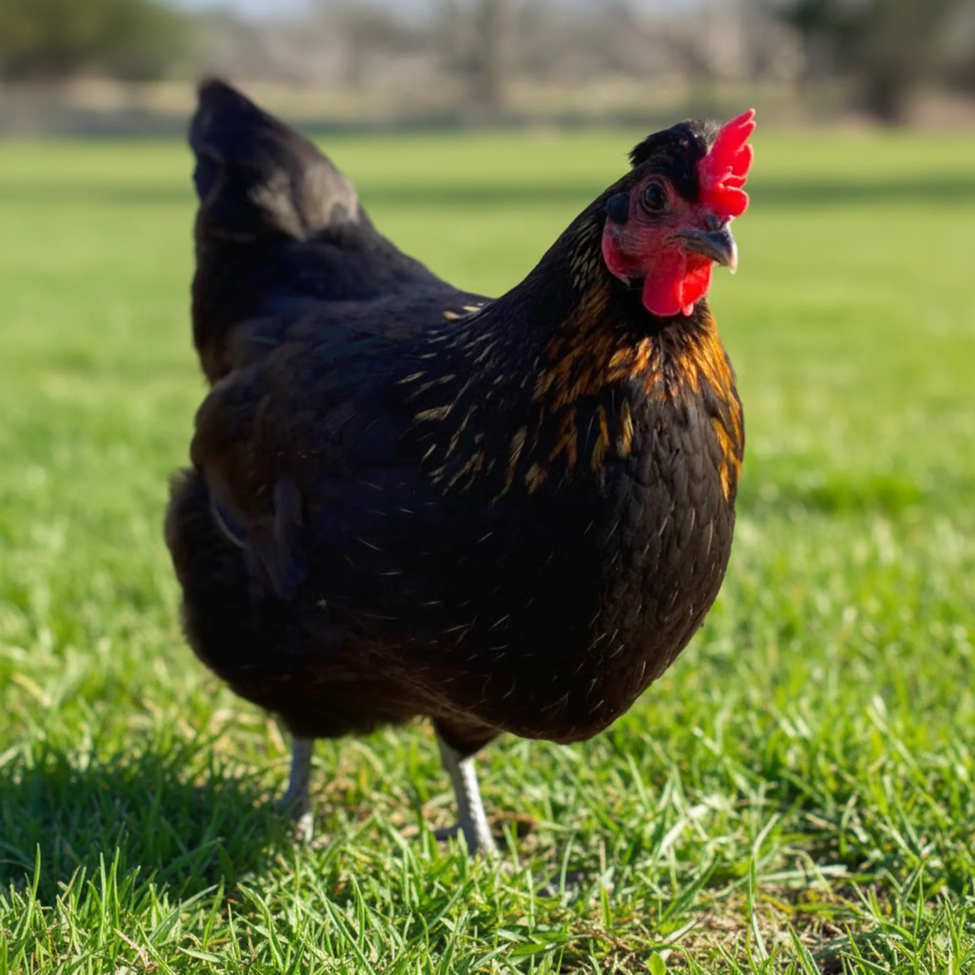 Baby Chicks: Olive Egger - Buy Pet Shop