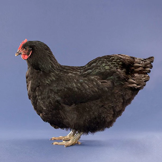 Baby Chicks: Black Jersey Giant - Buy Pet Shop