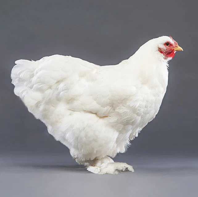 Baby Chicks: White Cochin - Buy Pet Shop