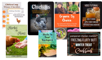 The Backyard Chicken Bundle - Buy Pet Shop