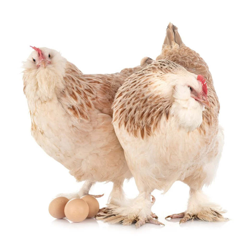 Baby Chicks: Salmon Faverolles - Buy Pet Shop