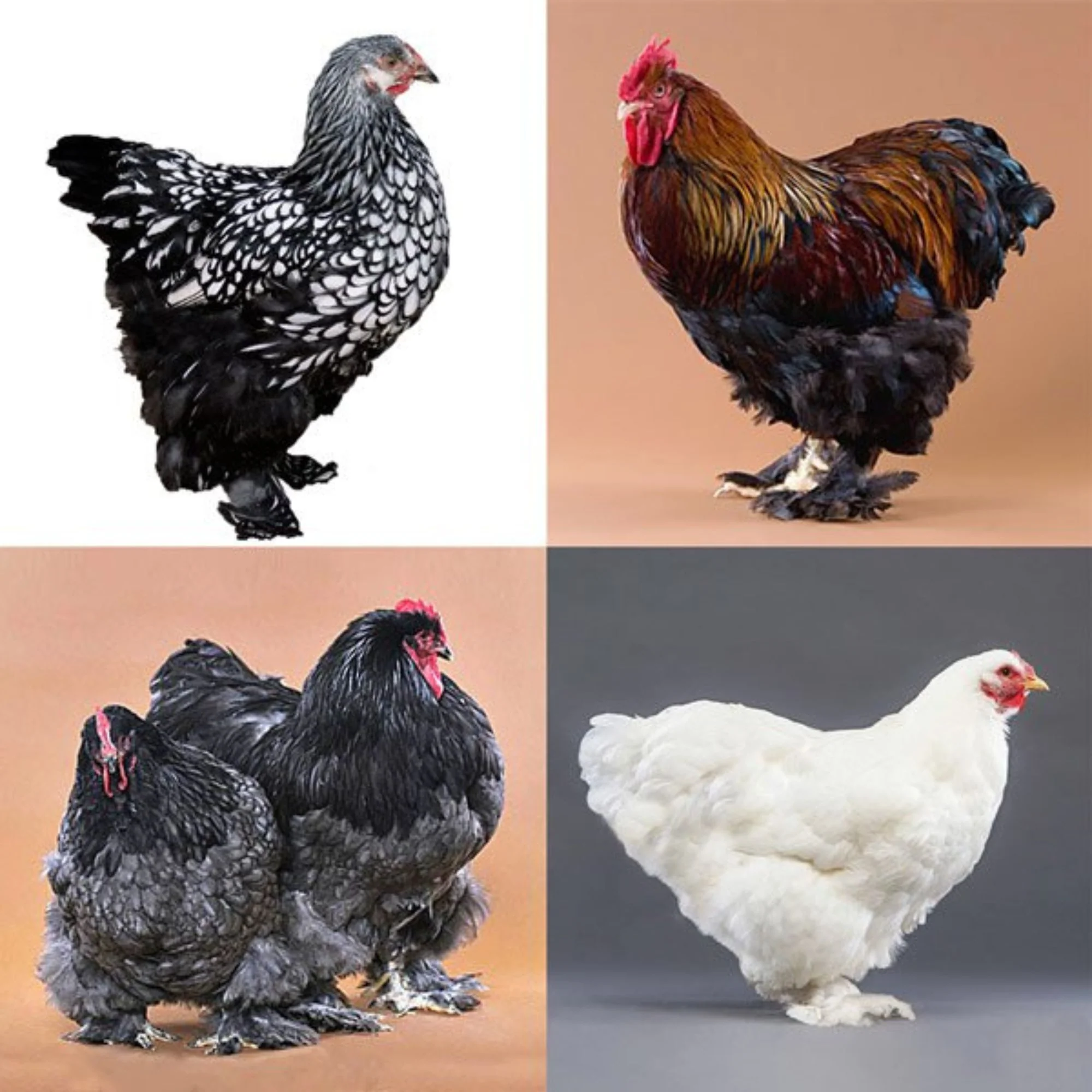 Mystery Chick from Our Cochin Assortment - Buy Pet Shop