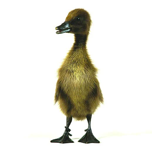 Hatching Eggs: Chocolate Runner Duck - Buy Pet Shop