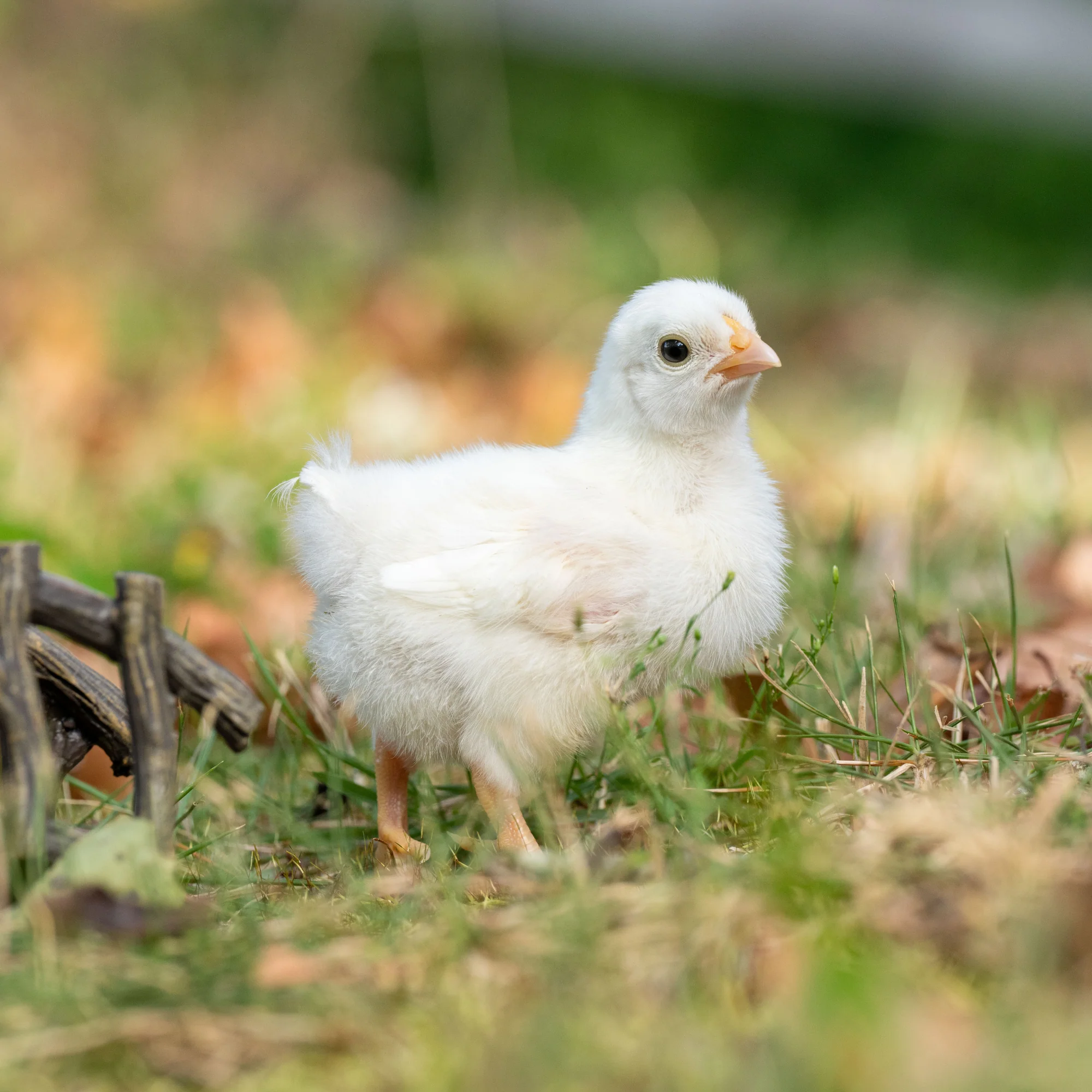 Baby Chicks: White Dorking Bantam - Buy Pet Shop
