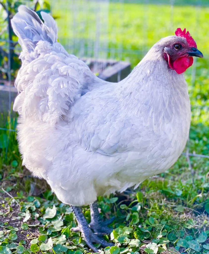 Pullet: Lavender Orpington, Shipping Week of - Buy Pet Shop