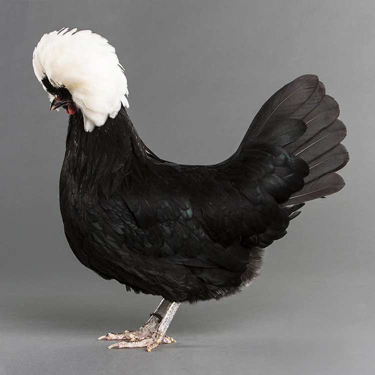 Baby Chicks: White Crested Black Polish - Buy Pet Shop