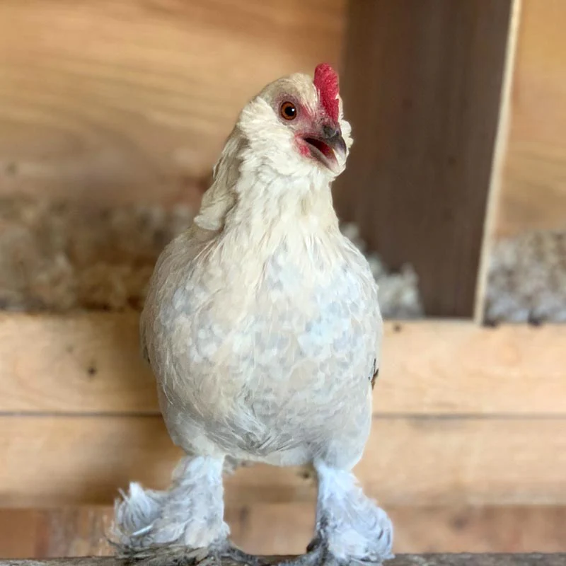 Pullet: Porcelain d'Uccle Bantam, Shipping Week of - Buy Pet Shop