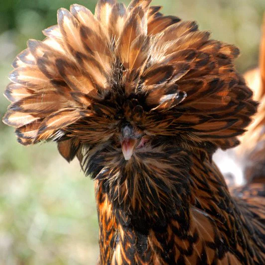 Baby Chicks: Golden Laced Polish - Buy Pet Shop
