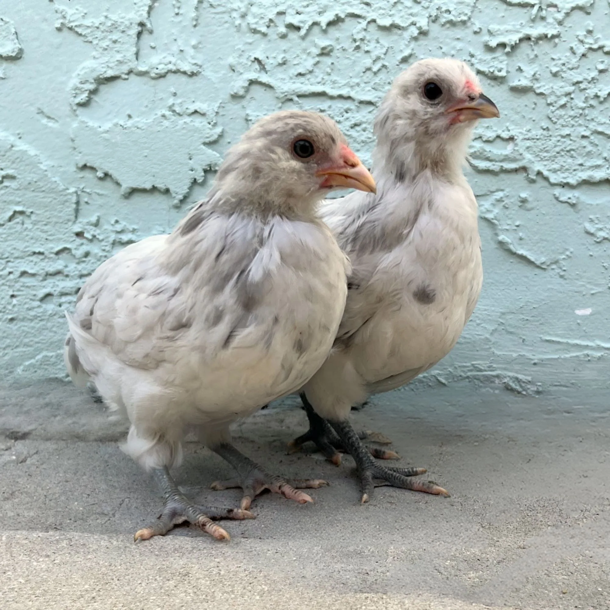 Baby Chicks: Splash Ameraucana Bantam - Buy Pet Shop