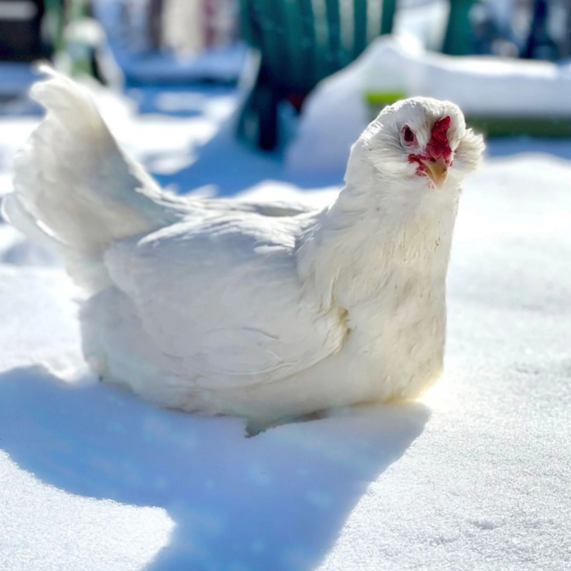 Pullet: Bountiful Blue Egg Layer, Shipping Week of - Buy Pet Shop