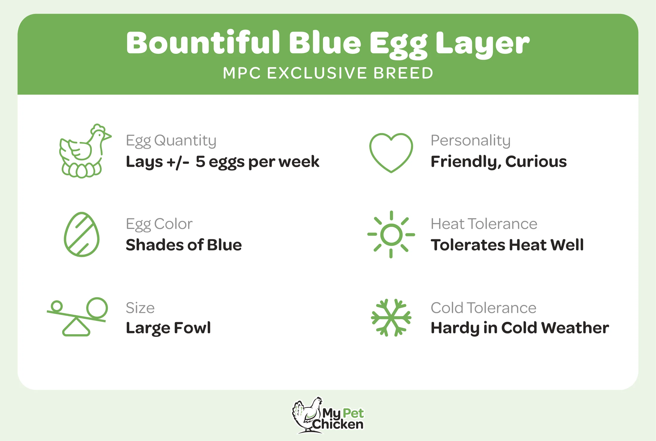 Baby Chicks: Bountiful Blue Egg Layer - Buy Pet Shop