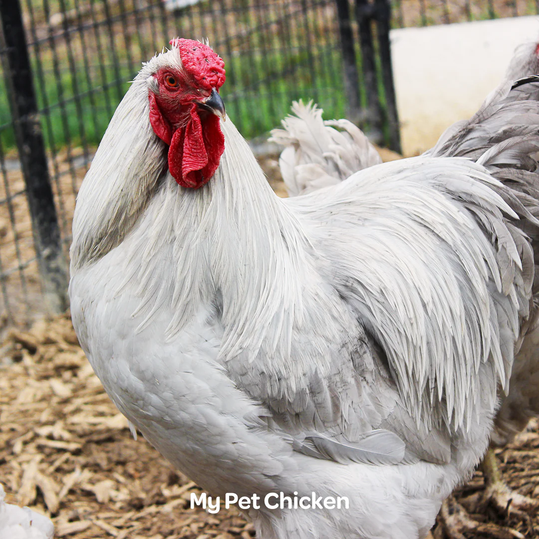 Hatching Eggs: Lavender Wyandotte, Backyard Bunch Location - Buy Pet Shop