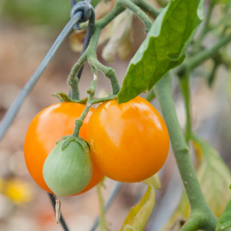Gold Nugget Tomato Seeds (Organic) - Buy Pet Shop
